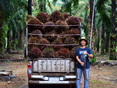 ชุมนุมสหกรณ์ชาวสวนปาล์มน้ำมันกระบี่ จำกัด ... พารามิเตอร์รูปภาพ 11